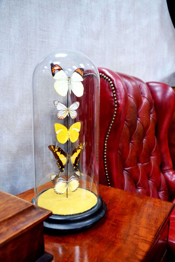 Butterflies In Victorian Glass Dome – Clubhouse Interiors Ltd