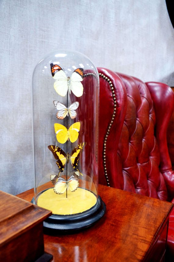 Butterflies In Victorian Glass Dome