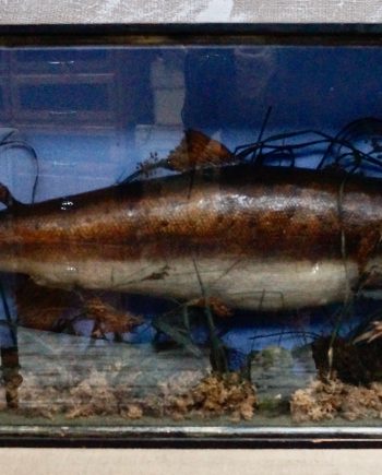 Large Victorian Taxidermy Salmon In Display Case