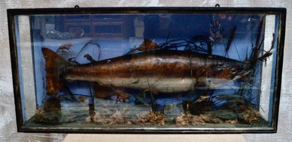 Large Victorian Taxidermy Salmon In Display Case