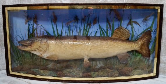 Large Taxidermy Pike In Bow Fronted Display Case (SOLD)