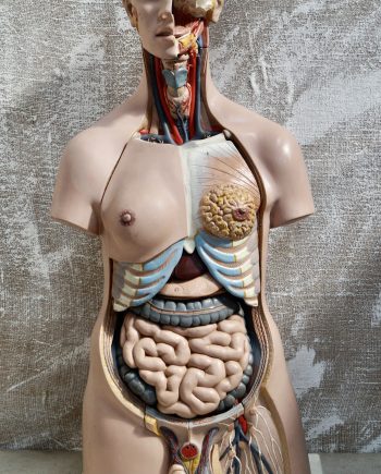 Large Vintage 3B Unisex Anatomical Model (SOLD)
