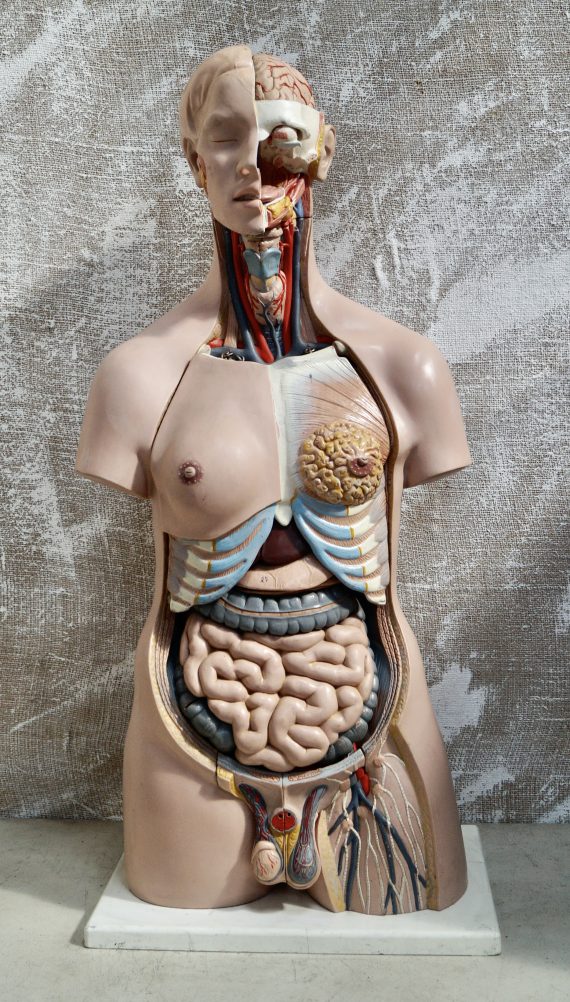 Large Vintage 3B Unisex Anatomical Model (SOLD)