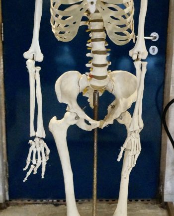 Vintage Medical Anatomical Skeleton Model